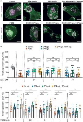 Characterization of the Signaling Modalities of Prostaglandin E2 Receptors EP2 and EP4 Reveals Crosstalk and a Role for Microtubules